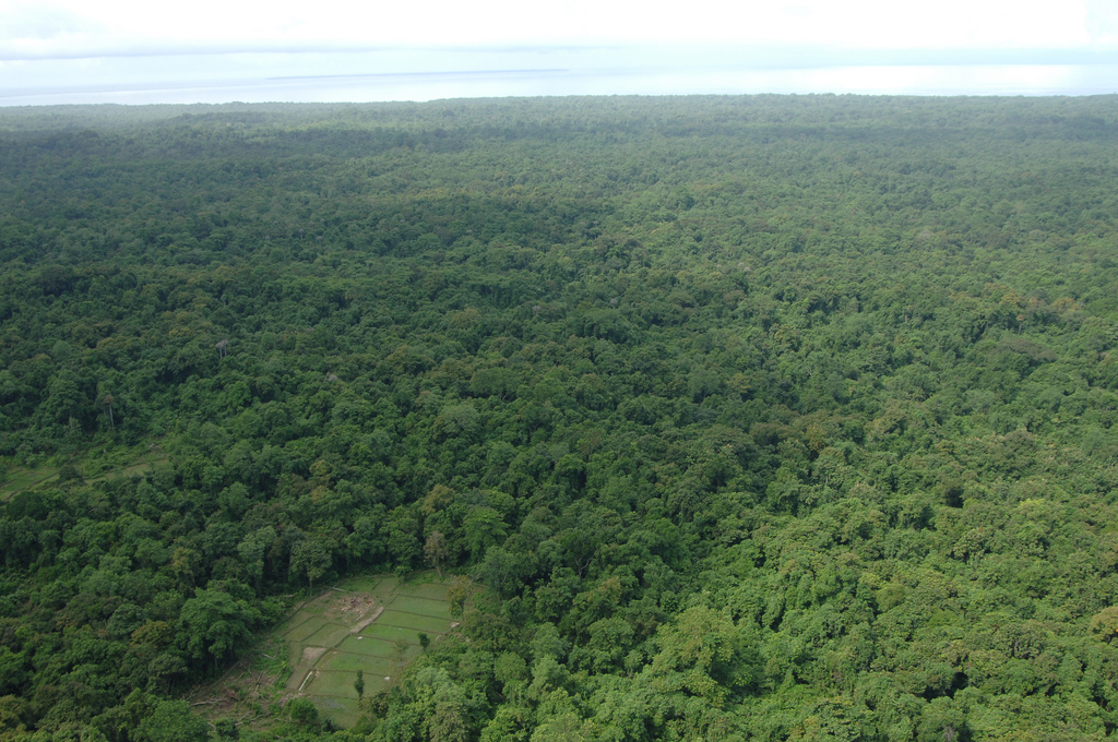 Señales de esperanza en la lucha para salvar al rinoceronte de Java