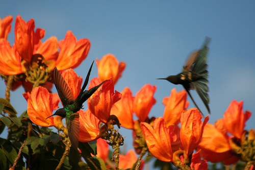 La primavera astronómica de 2012 llegará el martes a las 6.14 horas y en ella se podrán ver Venus