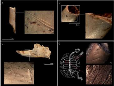 Los homínidos de Atapuerca y Bolomor tenían una dieta variada hace más de 300.000 años