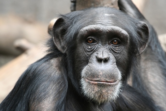 Chimps Can Spot Faces Like Humans Do