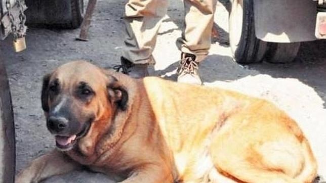 Una perra salva la vida de un niño chileno malnutrido amamantándolo