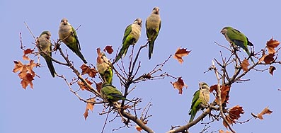 El incremento de cotorras en Sevilla arrincona a las especies autóctonas