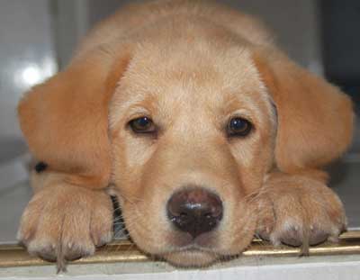 Defensores de animales piden a los dueños viajar con sus mascotas en vacaciones o dejarlas con familiares