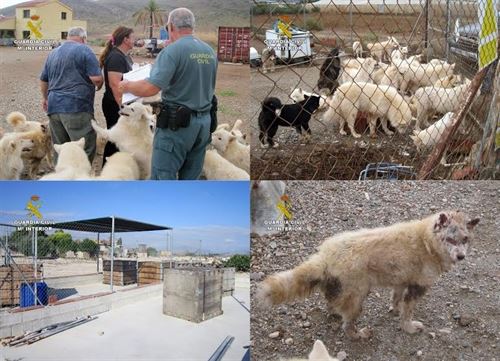 En Molina de Segura (Murcia) perros