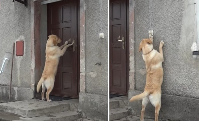 Un perro muy educado (Ver VIDEO)