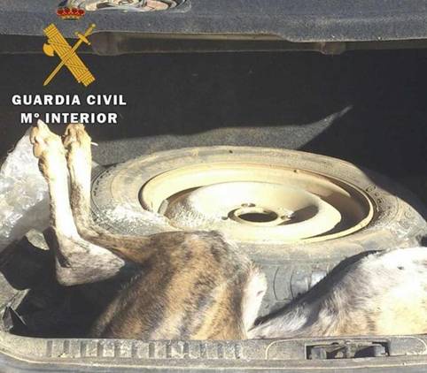 Mete a un galgo en su maletero y lo saca ya muerto