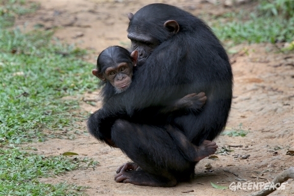 La selva de la cuenca del Congo necesita una oportunidad