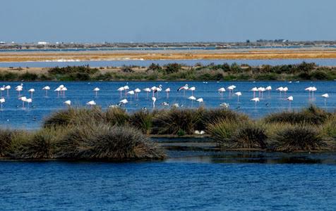 Restaurar las marismas de Doñana y del Guadalquivir es ‘prioritario’