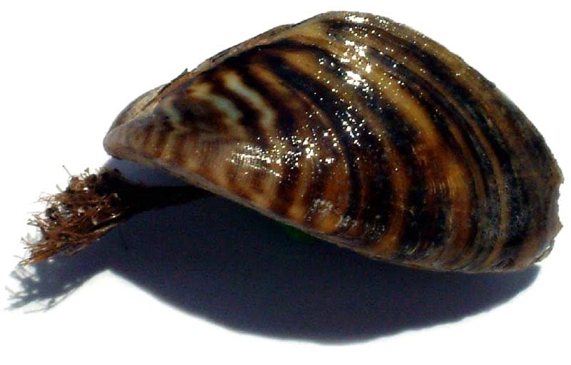 Consorcio de Aguas iniciará pruebas de captación del río Nervión en Bolueta en diciembre para evitar al mejillón cebra