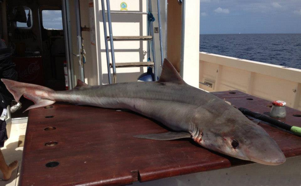 El cazón un viajero incansable capaz de recorrer 56 km en un sólo día