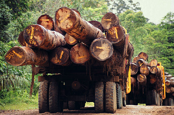 Brasil lucha contra la tala indiscriminada identificando los árboles con microchips