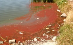 Medio Ambiente confirma que la sustancia encontrada en el Lago Butarque es un vertido provocado