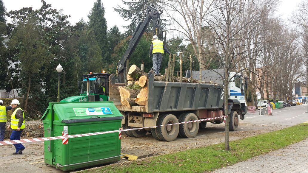 El Ayuntamiento de Gijón consuma el arboricidio