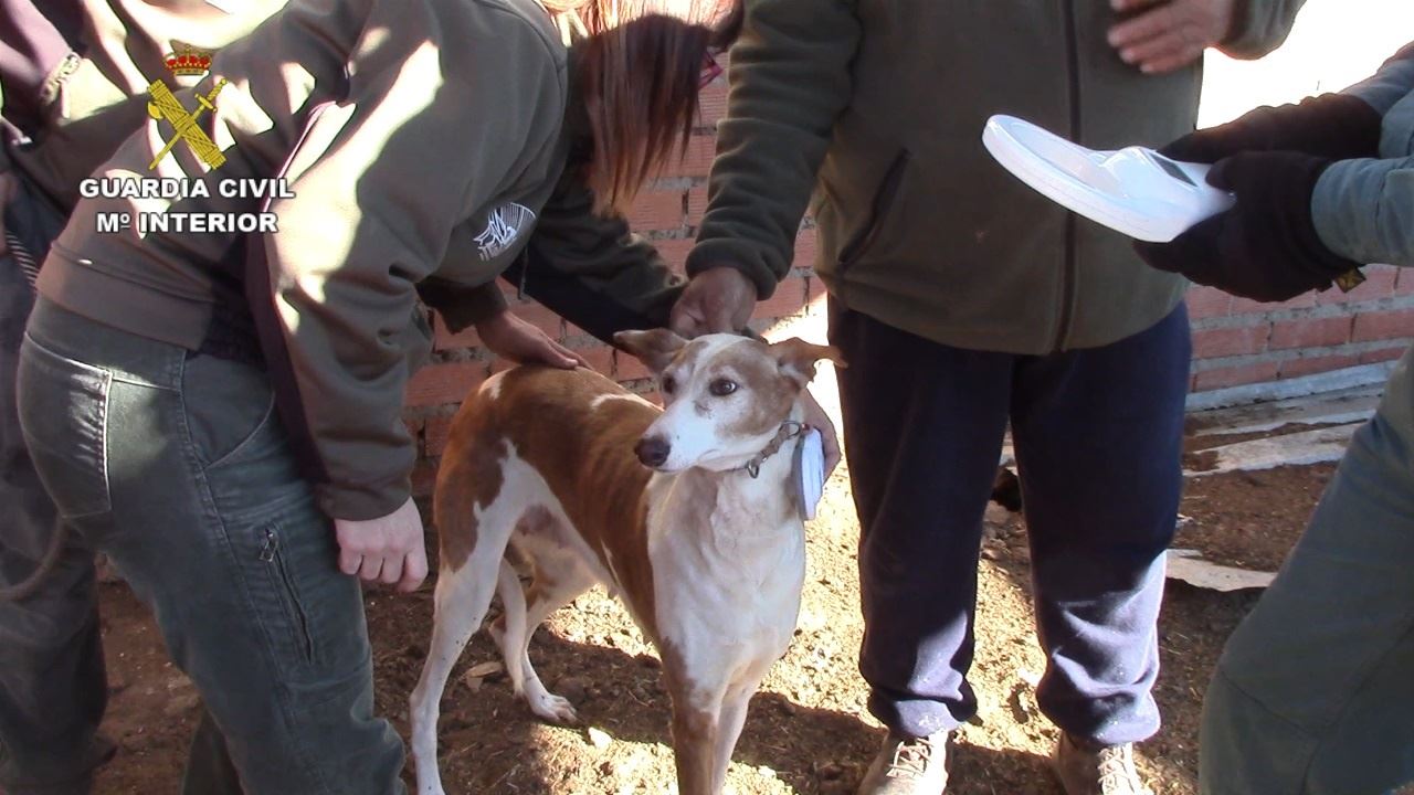 3 ‘desalmados’ detenidos por maltratar perros de caza