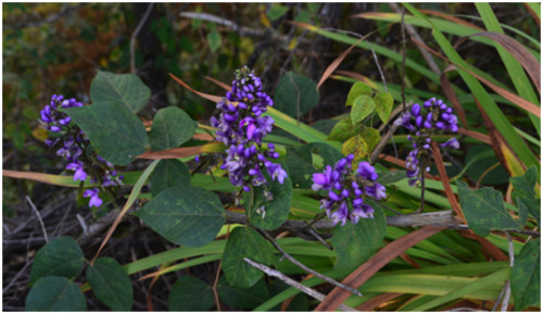 Hallan en Costa Rica nuevas especies de frijol silvestre hasta ahora desconocidas