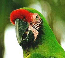 Más de mil 500 especies de animales amenazadas en Colombia