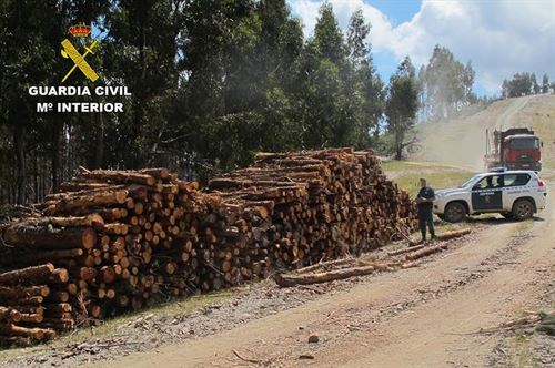 España ‘pasa’ de la lucha contra el comercio de madera ilegal