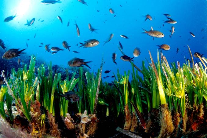 Sevilla exposición itinerante sobre praderas de Posidonia Oceánica en el Mediterráneo