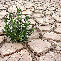 Consecuencias del calentamiento global en la agricultura