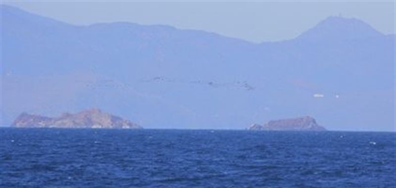 La gaviota argéntea de ‘capa caída’ en el Parc Natural del Cap de Creus