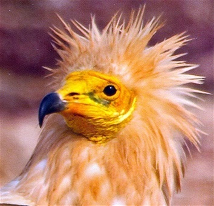 La CE y Endesa invertirán más de 5 millones en la conservación del guirre en Canarias