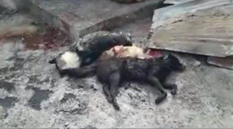 AZERBAIYÁN extermina masivamente a los perros sin hogar en el periodo previo a los Juegos Europeos (vea video)