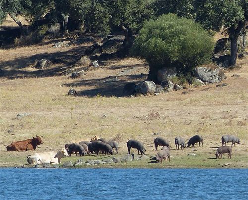 El sector porcino y las plantas de cogeneración con purines tomarán medidas legales contra la reforma eléctrica