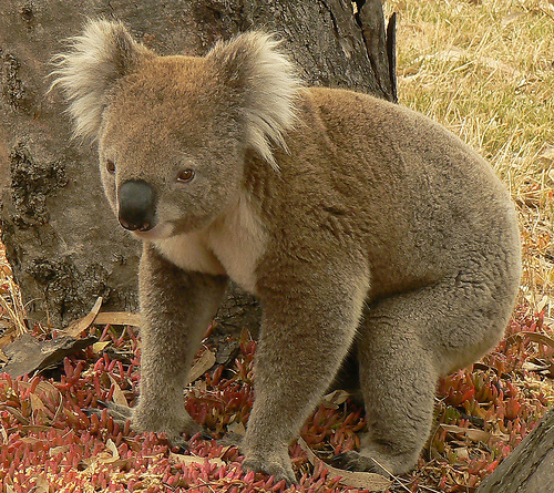 Ecologistas de las Antípodas informan