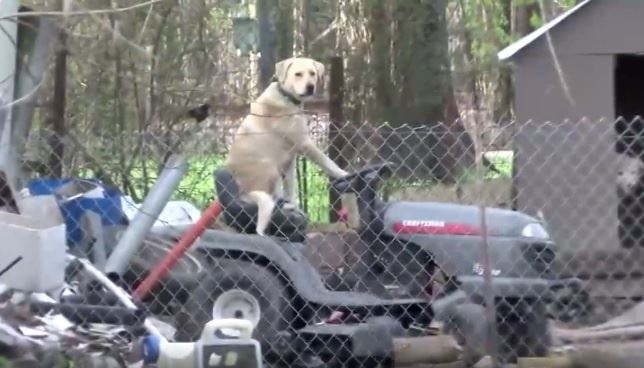 Un perro sentado en el corta-césped (ver VIDEO)