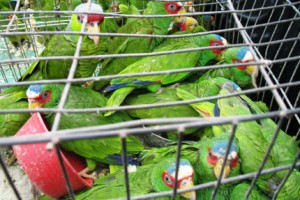 Tráfico de especies en la Selva Amazónica