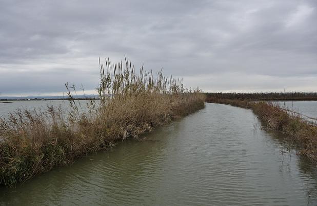 Medio Ambiente y Ford colaboran en la erradicación de plantas invasoras del Parque Natural de LAlbufera (Valencia)