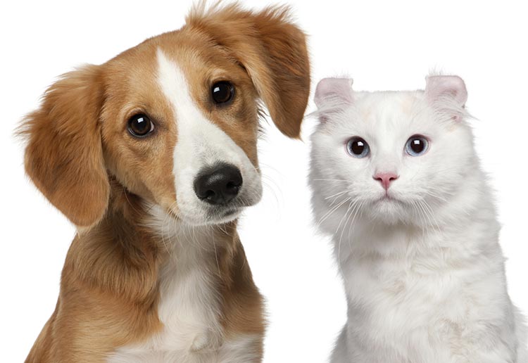 El PSOE de Logroño exige sacrificio 0 en tres años y mayores sanciones en la Ordenanza de Animales