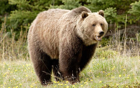 Estados Unidos. El oso grizzly sale de la lista de especies amenazadas