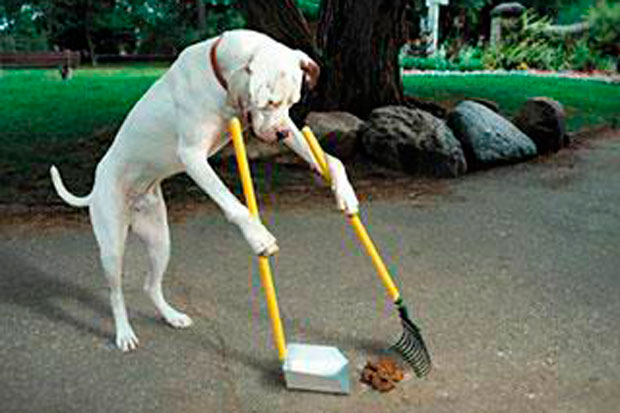 Baleares. Maó sancionará ‘duramente’ a los propietarios que no recojan los excrementos de sus mascotas