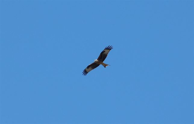 Endesa protege especies en peligro de extinción