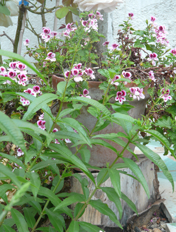 PERENNALISMO el huerto en la Tradición Perenne