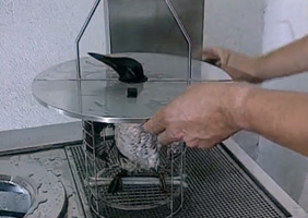 Lavadora para pájaros que elimina el petróleo en 7 minutos