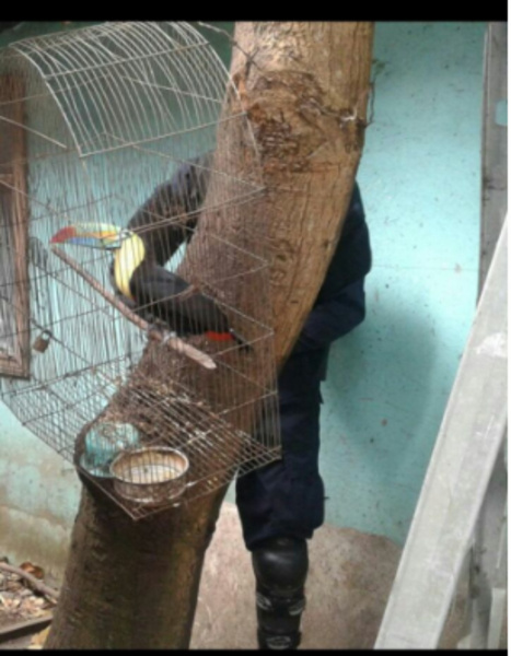 Costa Rica. Rescatan a tucán en cautiverio en Alajuelita