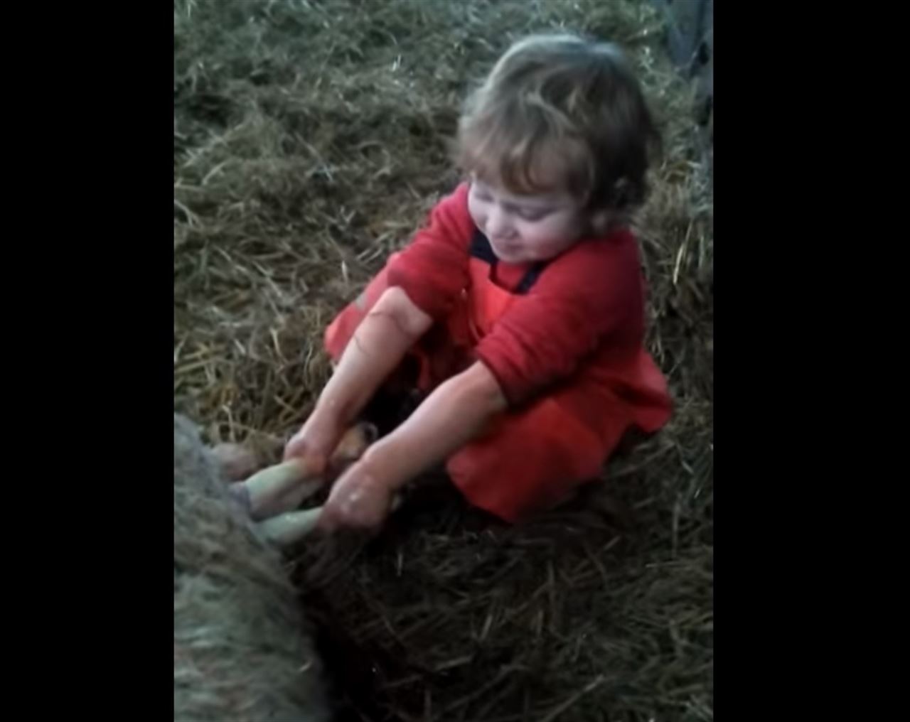 Un niño ayuda a parir a una oveja (Vea VIDEO)