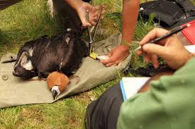 Anillan dos buitres negros nacidos en Cataluña