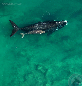 Mensaje del ICB en el Día de la Tierra