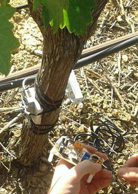 Dos sensores aportan información sobre el estado hídrico del viñedo