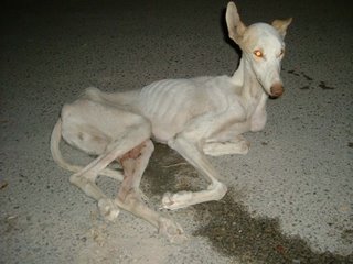 Galgos