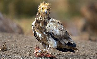 Autorizadas más de 1.900 explotaciones de ovino y caprino para la alimentación de aves necrófagas