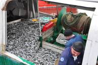 Oceana insta a los estados miembros a que eliminen todas las subvenciones que incrementan la capacidad pesquera