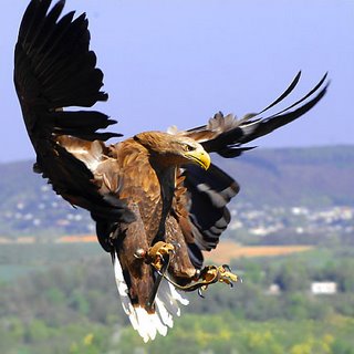 PP y PSOE acuerdan eliminar las trabas legales para la cría en cautividad de aves rapaces para cetrería