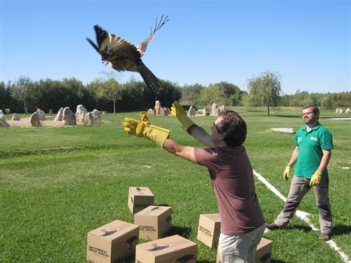 Andalucía. Liberados otros seis milanos reales en Aragón