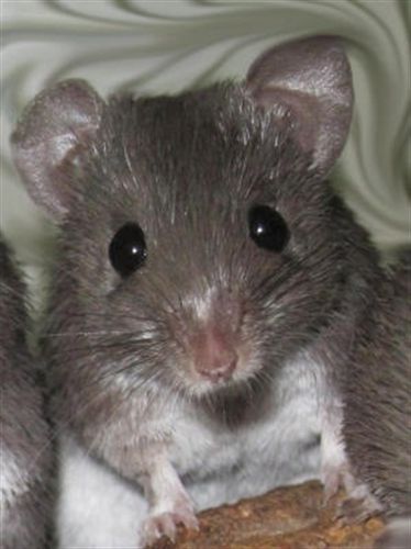 Un ratón africano restituye tejidos como las salamandras