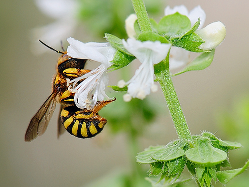 El Defensor del Pueblo recomienda al Gobierno prohibir un tipo de pesticidas que afecta a la población de abejas