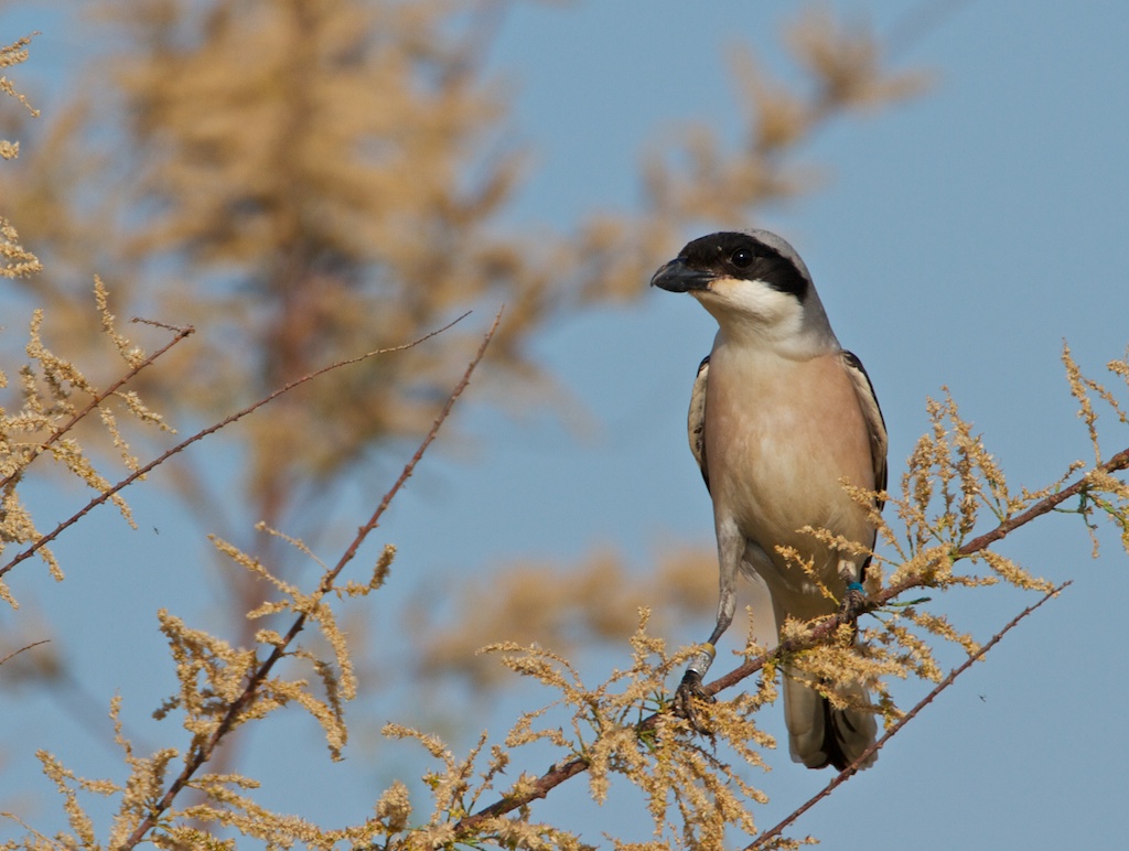 Los alcaudones chicos viajeros se ‘instalan’ en Lleida